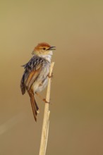 Vley's Cisticola, (Cisticola tinniens), biotope, habitat, perch, False Bay Nature Reserve Stran,