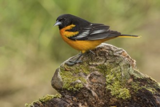 Baltimore Oriole (Icterus galbula) male perched on a stone, Texas, USA