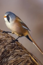 Bearded reedling (Panurus biarmicus), Songbird, Titmouse, Federsee lake, Baden-Württemberg, Federal