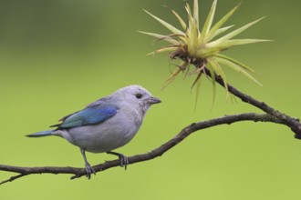Blue-grey Tanager (Thraupis episcopus), Costa Rica