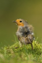 European Robin (Erithacus rubecula), Utrecht, Netherlands