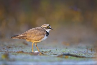 Little Ringed Plover (Charadrius dubius) female, North Rhine-Westphalia, Germany