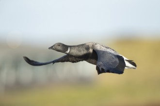 Brent goose (Branta bernicla) adult bird flying, RSPB Titchwell nature reserve, Norfolk, England,