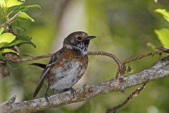 Hawaii Elepaio, Chasiempis sandwichensis