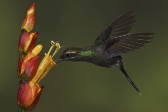 White-whiskered Hermit (Phaethornis yaruqui), Ecuador