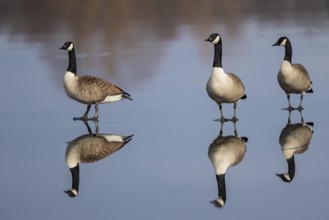 Canada Goose (Branta canadensis) on ice, Baden-Wuerttemberg, Germany