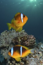 Red sea anemonefish (Amphiprion bicinctus)