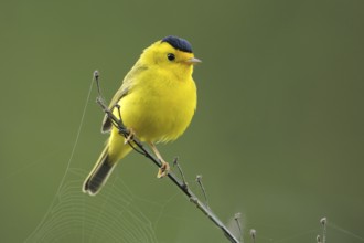 Wilson's Warbler (Cardellina pusilla), British Columbia, Canada