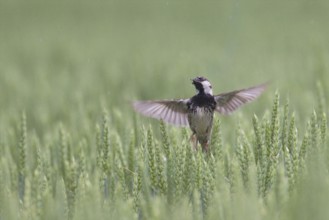 Spanish Sparrow (Passer hispaniolensis) male flying, Bulgaria
