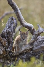 One young (10 weeks old) male Eurasian lynx, (Lynx lynx), stands between the roots of a rotten tree