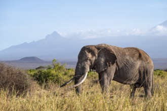 African elephant (Loxodonta africana) in picturesque landscape with the summit of Mount