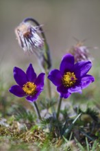 Pasque flower (Pulsatilla vulgaris), blossom, Hesse, Germany