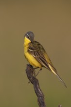 Western Yellow Wagtail (Motacilla flava), Lake Neusiedl, Austria