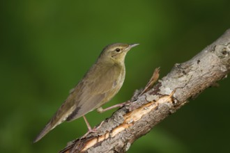 River Warbler (Locustella fluviatilis), Hungary