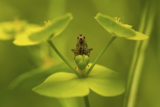 A detailed close up of a insect perched on a vibrant green plant with a blurred background,