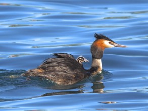 Great crested grebe with downy chicks (Podiceps cristatus)