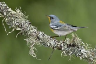 Northern Parula (Setophaga americana) male perched on a branch, Texas, USA