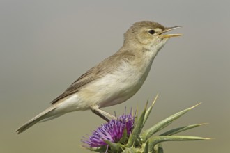Eastern Olivaceous Warbler (Iduna pallida) singing, Lesvos, Greece