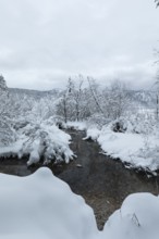 A dark creek flowing through snow covered forest on an overcast day