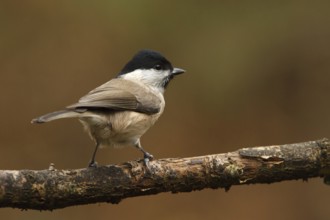 Marsh Tit (Poecile palustris), Utrecht, Netherlands