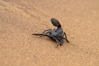 Black scorpion (Parabuthus villosus) running across sand, Namib Desert near Swakopmund, Namibia