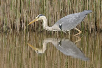 Grey grey heron (Ardea cinerea), Foraging, Boat Trip, Tiszaalpár, Kiskunsági National Park,