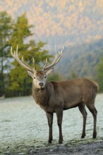 Large stag with impressive antlers standing in autumn landscape, natural environment, red deer