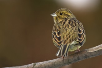 Cirl Bunting (Emberiza cirlus) female, Rhineland-Palatinate, Germany