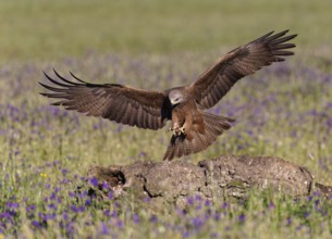 Black Kite (Milvus migrans), approaching a dead tree trunk, Castilla-La Mancha, Spain