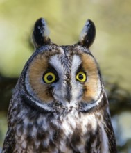 Long-eared Owl (Asio otus), Saskatchewan, Canada