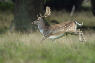 Male fallow deer (dama dama) in the run, Klamptenborg, Copenhagen, Denmark