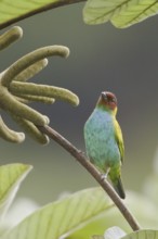 Bay-headed Tanager (Tangara gyrola), Costa Rica