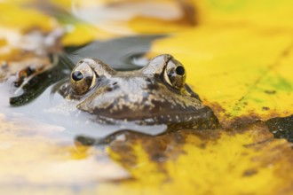 Common frog (Rana temporaria) adult amphibian on the water surface of a pond with fallen autumn