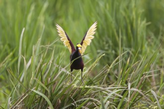 Northern Jacana Jacana spinosa Quepos, Costa Rica 18 October Adult doing wing diaplay after landing
