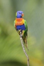 Rainbow Lorikeet (Trichoglossus moluccanus), Queensland, Australia