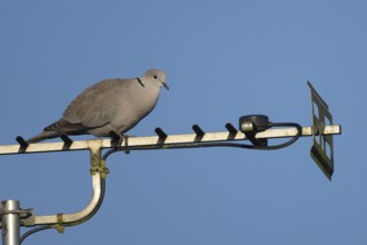 Collared dove (Streptopelia decaocto) adult bird on an urban house television aerial, England,