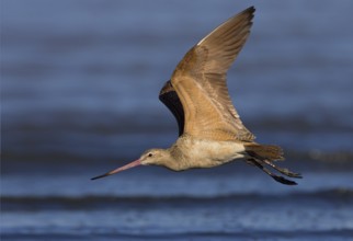 Marbled Godwit (Limosa fedoa) flying, California, USA