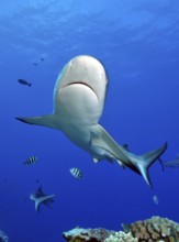 Close-up of grey reef shark (Carcharhinus amblyrhynchos) swimming over tropical coral reef, Pacific