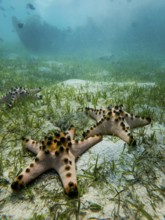 Underwater view of three starfish resting on the sandy ocean floor surrounded by seagrass in the