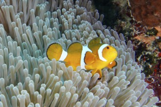 A single Ocellaris Clownfish (Amphiprion ocellaris) wriggling through a sea anemone, dive site