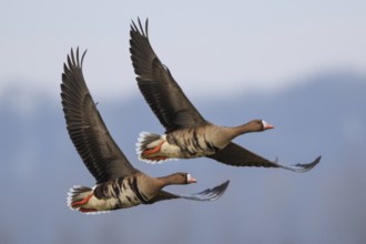 Greater White-fronted Goose (Anser albifrons) flying, North Rhine-Westphalia, Germany