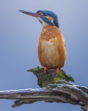 Common Kingfisher (Alcedo atthis) female perched on a branch, Saxony-Anhalt, Germany
