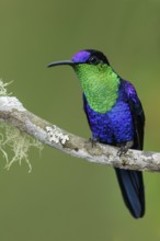 Crowned Woodnymph (Thalurania columbica) perched on a branch in the mountains of Colombia, South