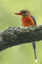 Brown-headed Paradise Kingfisher (Tanysiptera danae) perched on a branch in Papua New Guinea