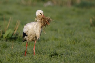 White Stork (Ciconia ciconia) with nesting material, North Rhine-Westphalia, Germany