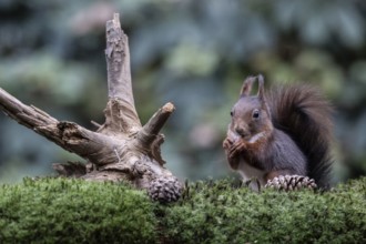 Squirrel (Sciurus vulgaris), Emsland, Lower Saxony, Germany