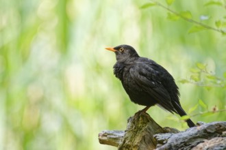 Common blackbird (Turdus merula) perched on a tree stump in green woodland background, alert adult