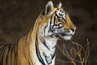 King tiger (Panthera tigris tigris), tigress Mutschili, India