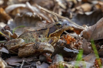 Migrating European common frog, brown frog (Rana temporaria) showing camouflage colours on the