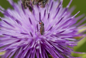 Close up of a small insect perched on a purple silybum marianum flower in spring. The intricate